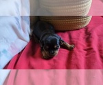 Image preview for Ad Listing. Nickname: yorki