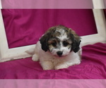 Small #2 Bichpoo