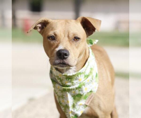 Medium Photo #1 Mutt Puppy For Sale in San Antonio, TX, USA