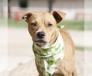 Mutt Dogs for adoption in San Antonio, TX, USA