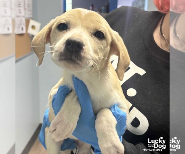 Medium Photo #2 Labrador Retriever-Unknown Mix Puppy For Sale in Washington, DC, USA