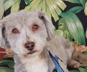 Havanese Puppy for sale in WINSTON SALEM, NC, USA