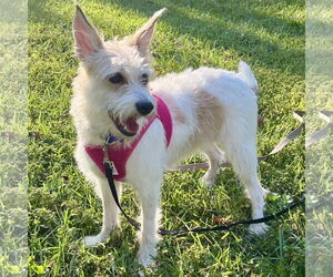 Jack Russell Terrier-Unknown Mix Dogs for adoption in Batavia, OH, USA