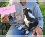 Puppy Moon Face Australian Cattle Dog-Border Collie Mix