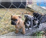 Small Photo #7 American Pit Bull Terrier-English Bulldog Mix Puppy For Sale in BROOKINGS, OR, USA