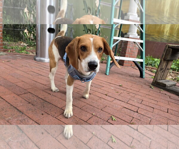 Medium Photo #2 Beagle Puppy For Sale in Tampa, FL, USA