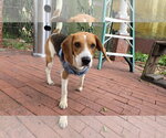 Small #1 Beagle