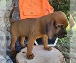 Small #1 Redbone Coonhound