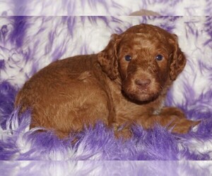 Labradoodle Puppy for sale in LA HABRA, CA, USA