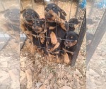 Small Photo #1 Rottweiler Puppy For Sale in STOKESDALE, NC, USA