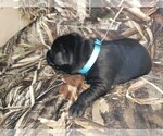 Small Photo #4 Labrador Retriever Puppy For Sale in CORDELE, GA, USA