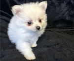 Puppy Winter Pomeranian