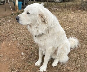 Father of the Great Pyrenees puppies born on 04/22/2025