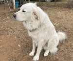 Small Photo #1 Great Pyrenees Puppy For Sale in MULLIN, TX, USA