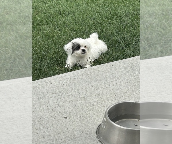Medium Photo #15 ShihPoo Puppy For Sale in MEAD, CO, USA