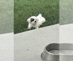 Small #1 ShihPoo