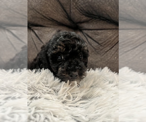 Medium Photo #6 Poodle (Miniature) Puppy For Sale in SAN ANTONIO, TX, USA