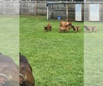 Small Photo #6 Boerboel Puppy For Sale in LOXAHATCHEE, FL, USA