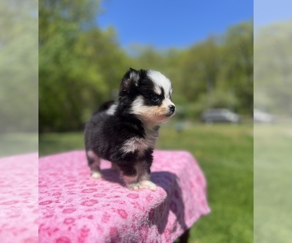 Medium Photo #3 Pomsky Puppy For Sale in DRACUT, MA, USA