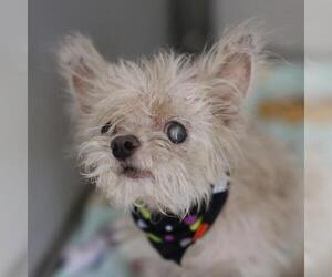 Mutt Dogs for adoption in San Antonio, TX, USA