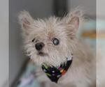 DEXTER - Male Mutt Dog for Adoption - Small photo