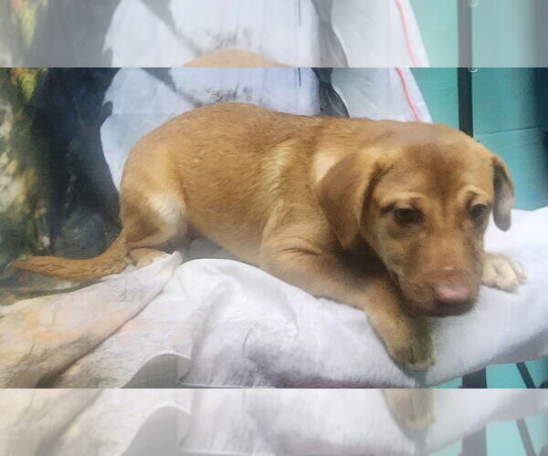 Medium Photo #3 Labrador Retriever-Unknown Mix Puppy For Sale in Wetumpka, AL, USA