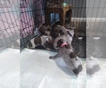 Small Photo #23 German Shorthaired Pointer Puppy For Sale in SAINT GEORGE, SC, USA