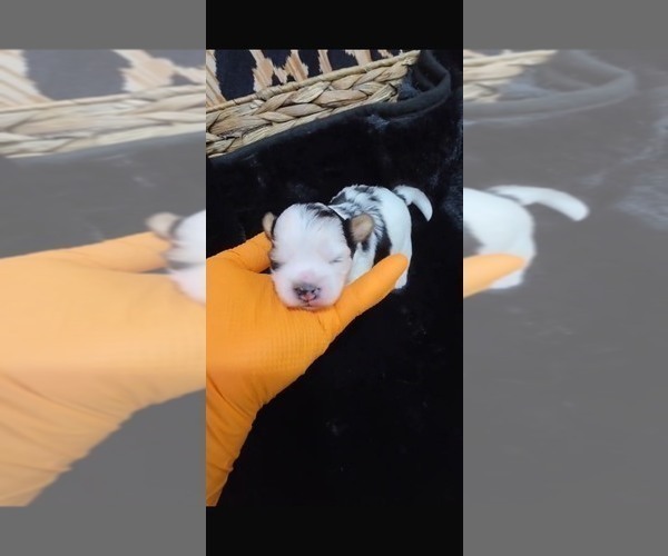 Medium Photo #5 Yorkshire Terrier Puppy For Sale in TEMPE, AZ, USA