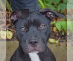 Small #2 American Staffordshire Terrier Mix