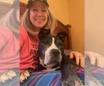 Small #21 American Staffordshire Terrier