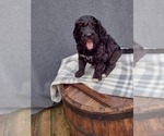 Puppy 4 Bernedoodle