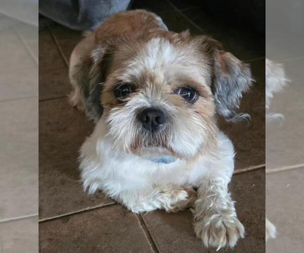 Medium Photo #2 Shih Tzu Puppy For Sale in San Antonio, TX, USA