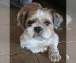 Small #1 Shih Tzu