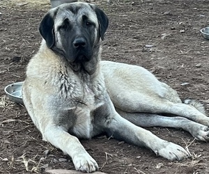Mother of the Kangal Dog puppies born on 09/13/2025