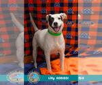 LILLY - Female Labrador Retriever-Unknown Mix Dog for Adoption - Small photo