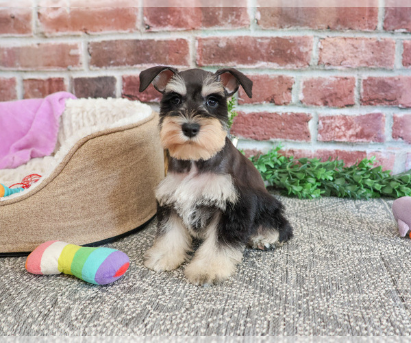 Medium Photo #8 Schnauzer (Miniature) Puppy For Sale in SYRACUSE, IN, USA
