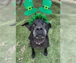 Small #3 Labrador Retriever Mix