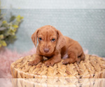 Small Photo #9 Dachshund Puppy For Sale in ROME CITY, IN, USA