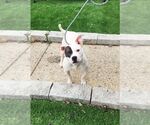 Small #4 American Staffordshire Terrier Mix