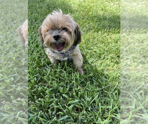 Medium Photo #4 Mutt Puppy For Sale in Plantation, FL, USA