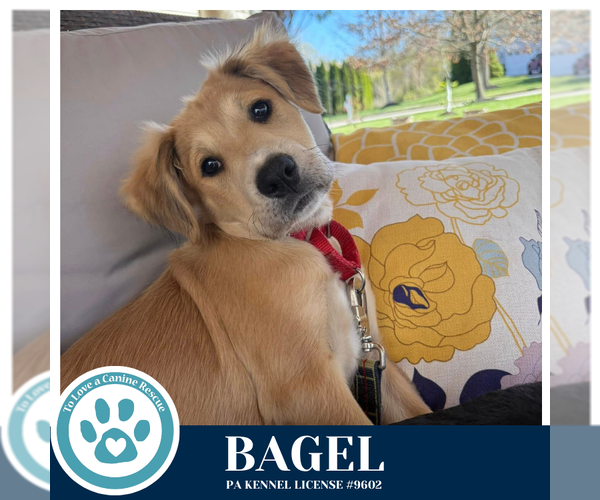 Medium Photo #3 Labrador Retriever-Unknown Mix Puppy For Sale in Kimberton, PA, USA