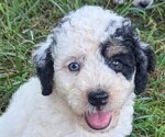 Puppy SUMMER Bernedoodle-Bernese Mountain Dog Mix