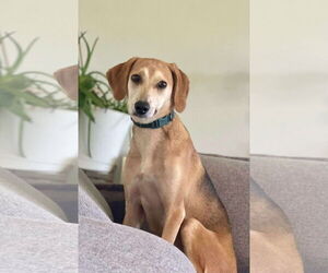 Medium Beagle Mix