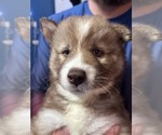Small #3 Siberian Husky