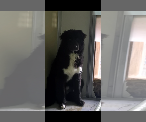 Medium Photo #3 Border Collie-Unknown Mix Puppy For Sale in Highland, IL, USA