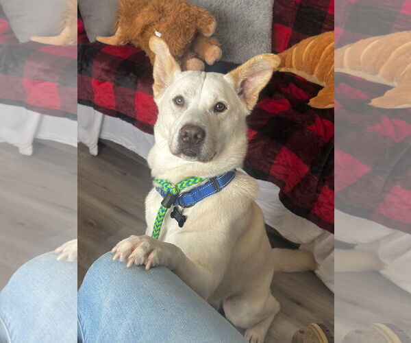 Medium Photo #1 Unknown-white german shepherd Mix Puppy For Sale in Rockaway, NJ, USA