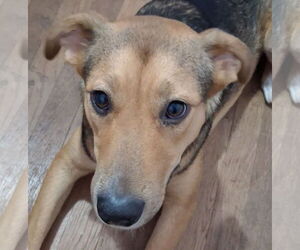 Black Mouth Cur-Carolina Dog Mix Dogs for adoption in Euless, TX, USA