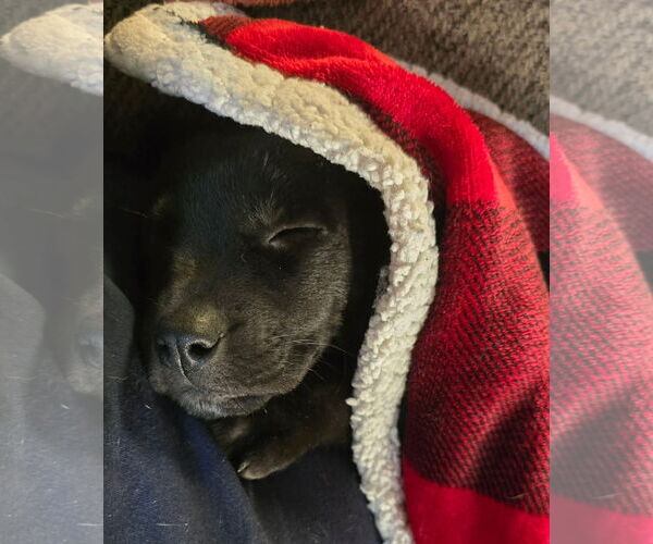 Medium Photo #4 Boston Terrier-Labrador Retriever Mix Puppy For Sale in Oakhurst, NJ, USA