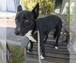Small Mutt