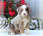 Small #2 Bernedoodle (Miniature)